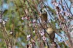 A pair of sparrows in flowers of a blossoming plum