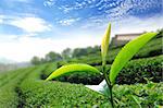 Green tea leaf in the  tea plant