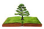 The big tree growth from a book isolated on white background, Creative concept image global warming concept.