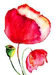 Stylized Poppy flowers watercolor illustration