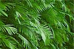 Background - the palm green foliage