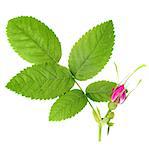 Branch of dog-rose with leaf and one bud. Isolated on white background. Close-up. Studio photography.