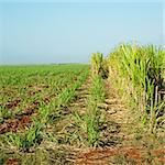 sugar cane field, René Fraga, Cuba
