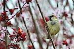 Disheveled little sparrow sitting on a plum branch