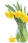 bouquet of narcissus in vase isolated on white background