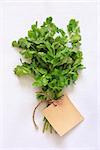 Fresh green coriander leaves on a white cloth with a label.