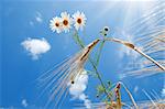 daisy with wheat under blue sky with sun
