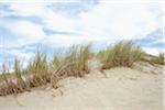 Grass on sand dune, Dune du Pilat, La Teste-de-Buch, Gironde, Aquitaine, France