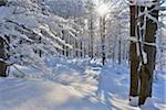 Winter Forest with Sun, Grafenau, Lusen, National Park Bavarian Forest, Bavaria, Germany