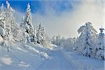 Snowy Path in Winter Forest, Grafenau, Lusen, National Park Bavarian Forest, Bavaria, Germany