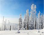 Snow Covered Conifer Forest in the Winter, Grafenau, Lusen, National Park Bavarian Forest, Bavaria, Germany