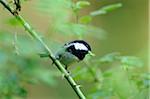 Coal Tit (Periparus ater) sitting on a branch, Bavaria, Germany