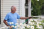 Senior man watering daisies in outdoor garden