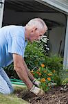 Senior man planting marigold flowers in his garden
