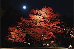 Night illumination at Rikugien garden, Tokyo