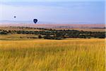 Hot Air Balloons Flying over Masai Mara National Reserve, Kenya