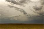 Cheetah (Acinonyx jubatus) under Cloudy Sky, Masai Mara National Reserve, Kenya