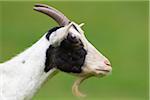 Portrait of Domestic Goat (Capra aegagrus hircus), Pfalz, Rhineland-Palatinate, Germany