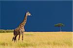 Masai giraffe (Giraffa camelopardalis tippelskirchi) in savanna just before rainstorm, Masai Mara National Reserve, Kenya, Africa