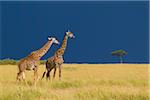 Masai giraffes (Giraffa camelopardalis tippelskirchi) in savanna just before rainstorm, Masai Mara National Reserve, Kenya, Africa.