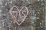 Heart and initials carvings on tree trunk