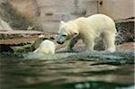 Polar bear (Ursus maritimus) cubs playing in water, in a Zoo, Germany