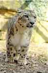 Snow leopard (Uncia uncia) in a Zoo, Germany