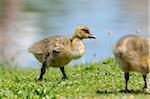 Greylag Goose or Wild Goose (Anser anser) gosling chicks in the meadow, Bavaria, Germany