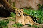 Asiatic lion or Indian lion (Panthera leo persica) female in a Zoo