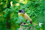 Yellow-throated marten (Martes flavigula) in the forest, Zoo