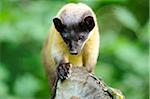 Yellow-throated marten (Martes flavigula) in the forest, Zoo
