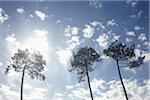 Low Angle View of Three Trees Backlit by Bright Sun Against Blue Sky