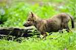 Eurasian wolf (Canis lupus lupus) pup in the forest, Bavaria, Germany
