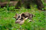 Eurasian wolves (Canis lupus lupus) puppies playing in the forest, Bavaria, Germany