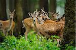 Herd of fallow deer (Dama dama) in the forest, Bavaria, Germany