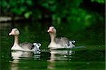 Two Greylag Geese or Wild Geese (Anser anser) swimming in the water, Bavaria, Germany