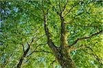 Plane Tree (Platanus) seen from below. Loir-et-Cher, Loire Valley, France.