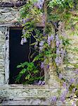 Flowers growing around old window