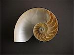 Close up of nautilus shell