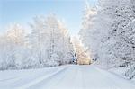 Snow covered trees and rural road