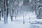 Trees in snowy urban park