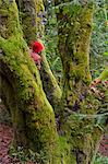 Woman climbing tree in forest