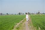 Farmer walking in the field, Sonipat, Haryana, India