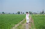 Farmer talking on a mobile phone in the field, Sonipat, Haryana, India