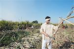 Farmer harvesting sugar cane field with a sickle, Sonipat, Haryana, India