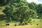 Hereford Cattle