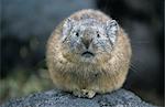 Northern Pika, Hokkaido, Japan