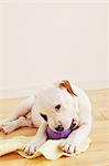 Staffordshire Bull Terrier biting a ball on the floor