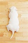 Staffordshire Bull Terrier on the floor