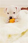 Staffordshire Bull Terrier biting a ball on a blanket